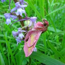 orchidee-monts-de-gy
